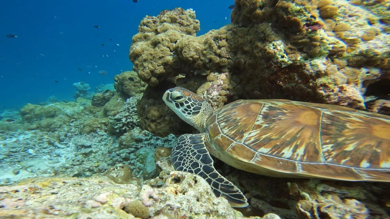 Lvis Blancura Hotel Dharavandhoo Buitenkant foto